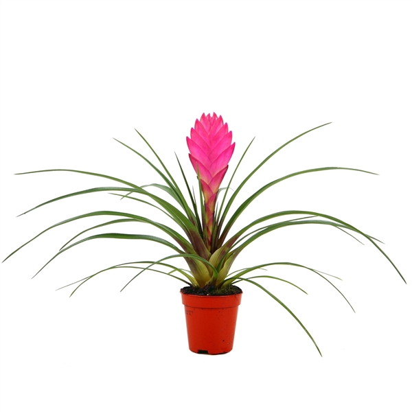 <h4>Tillandsia Cyanea</h4>