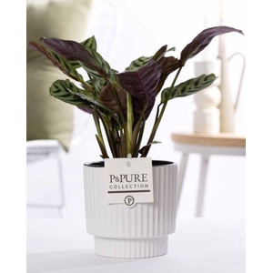 Ctenanthe Burle Marxii in P&PURE Ivy ceramics shiny white