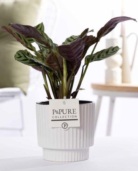 <h4>Ctenanthe Burle Marxii in P&PURE Ivy ceramics shiny white</h4>