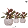 Philodendron   ...