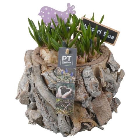 <h4>PTMB6274 Arrangement Muscari Blue in hout pot</h4>