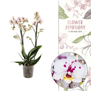 Flower Symphony | 110138 | Phalaenopsis 2 spike