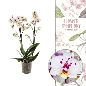 Flower Symphony | 110138 | Phalaenopsis 2 spike