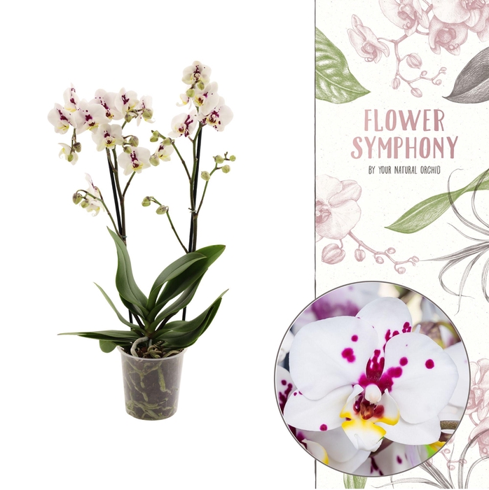 <h4>Flower Symphony | 110138 | Phalaenopsis 2 spike</h4>