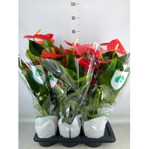 Anthurium andr. 'Dakota'