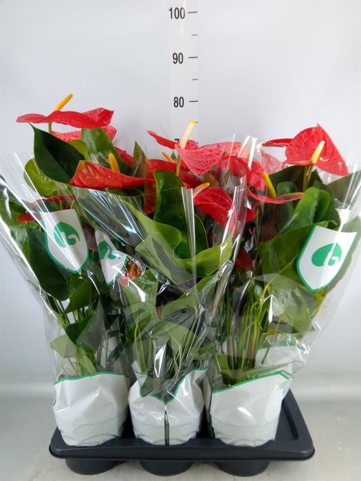 <h4>Anthurium andr. 'Dakota'</h4>