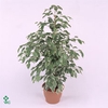 Ficus benjamina Twilight 17Ø 70cm 3pp