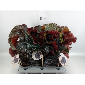 Begonia maculata
