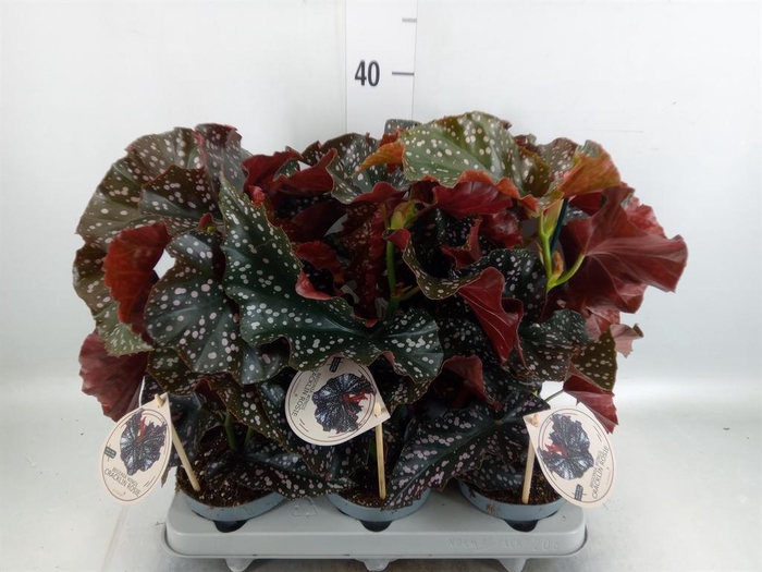 <h4>Begonia maculata</h4>