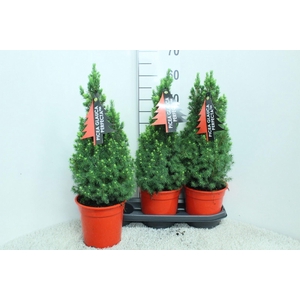 Picea glauca 'Perfecta'
