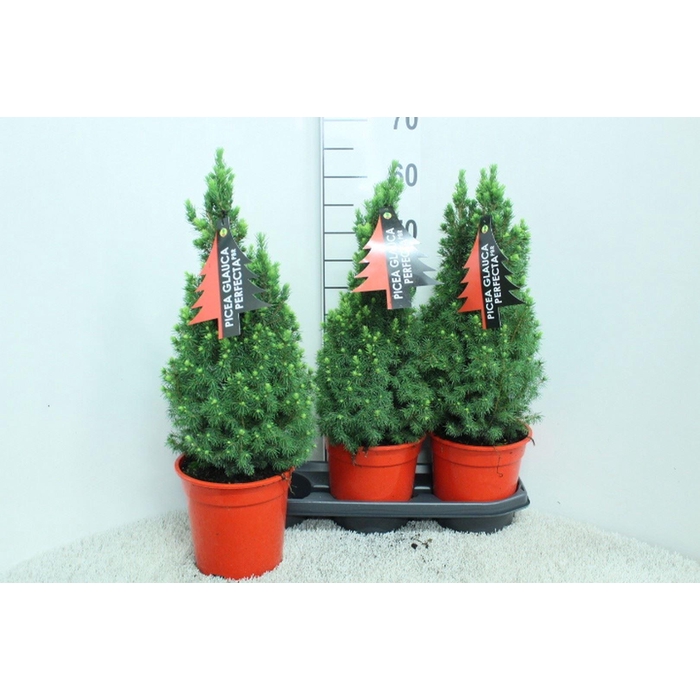 <h4>Picea glauca 'Perfecta'</h4>