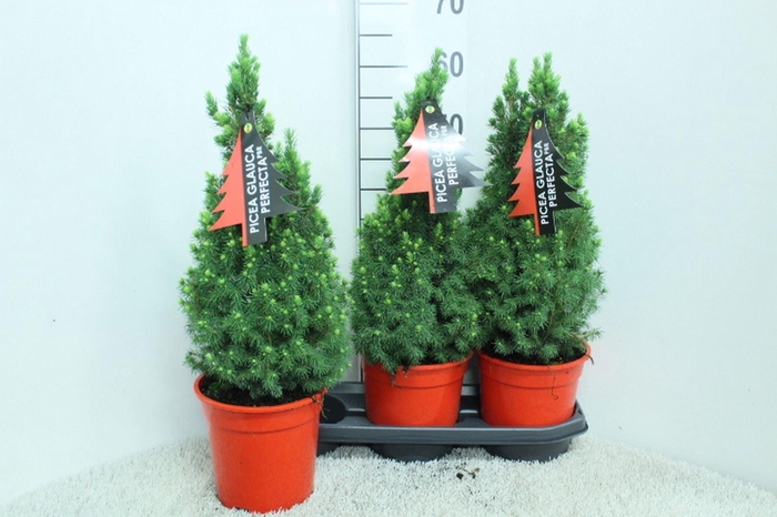 <h4>Picea glauca 'Perfecta'</h4>