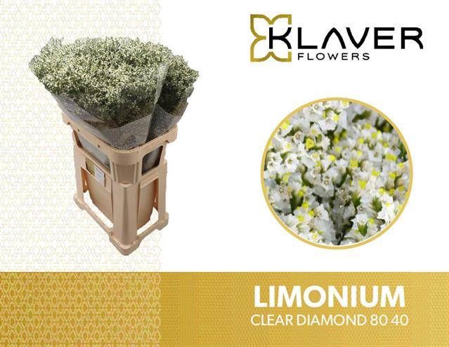 <h4>Limonium Clear Diamond Klaver</h4>