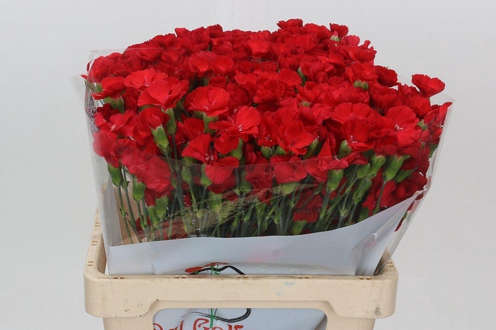 <h4>Dianthus Tr Symply Love</h4>