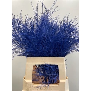 Treefern Blue