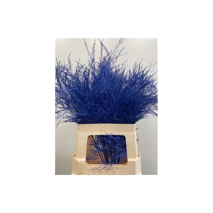 <h4>Treefern Blue</h4>