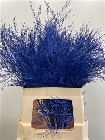 Treefern Blue