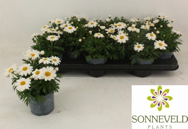 <h4>ARG SIMBA WHITE</h4>