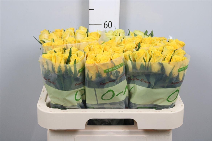 <h4>R Gr Moonwalk</h4>