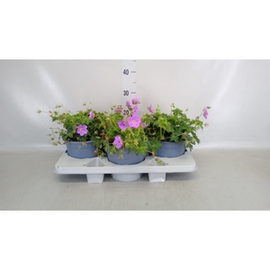 Geranium  'Rozanne'