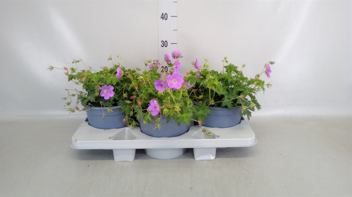 <h4>Geranium  'Rozanne'</h4>