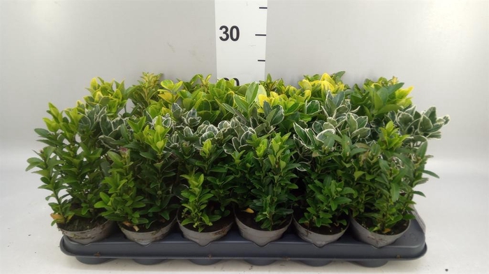 <h4>Euonymus japon.   ...mix</h4>