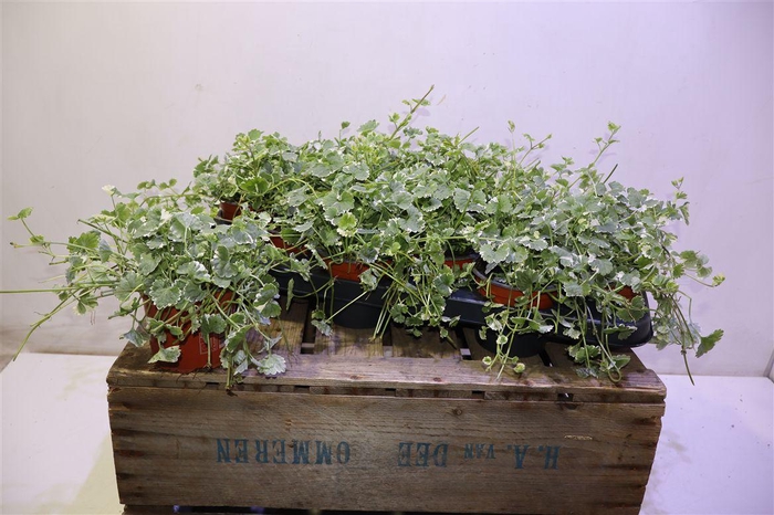 <h4>arr8 Nepe Ov</h4>