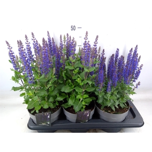 Salvia nemorosa 'Midnight Purple'