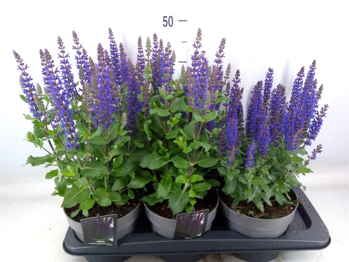 <h4>Salvia nemorosa 'Midnight Purple'</h4>