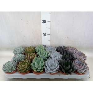 Echeveria   ...mix