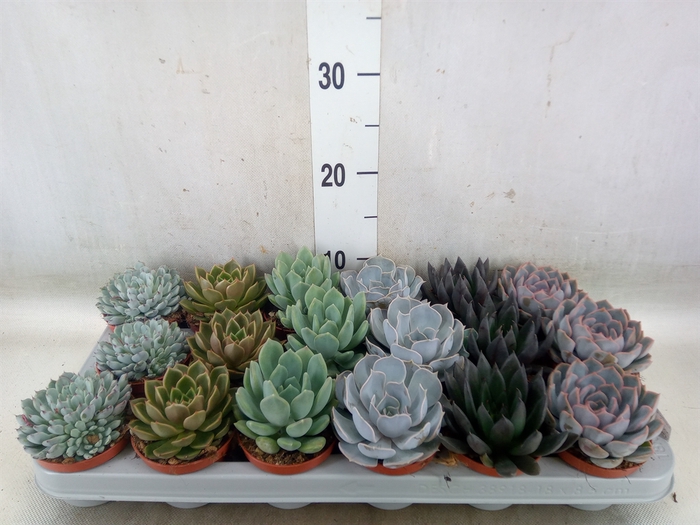 <h4>Echeveria   ...mix</h4>