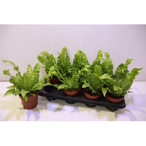 Asple Ni Crispy Wave