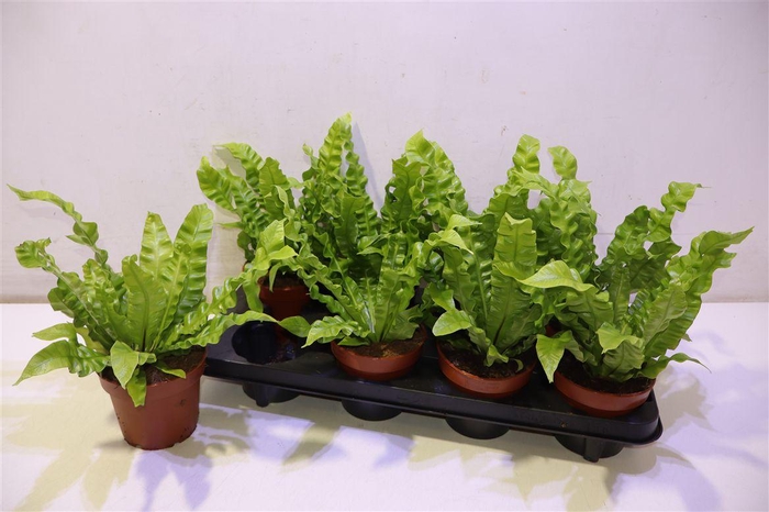 <h4>Asple Ni Crispy Wave</h4>