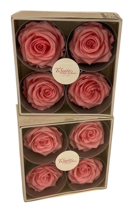 <h4>ARR ROSA POT H%</h4>