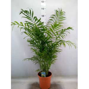 Chamaedorea elegans