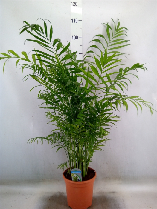 <h4>Chamaedorea elegans</h4>