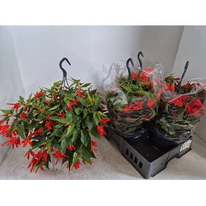 BEGO WF DR ENC RED
