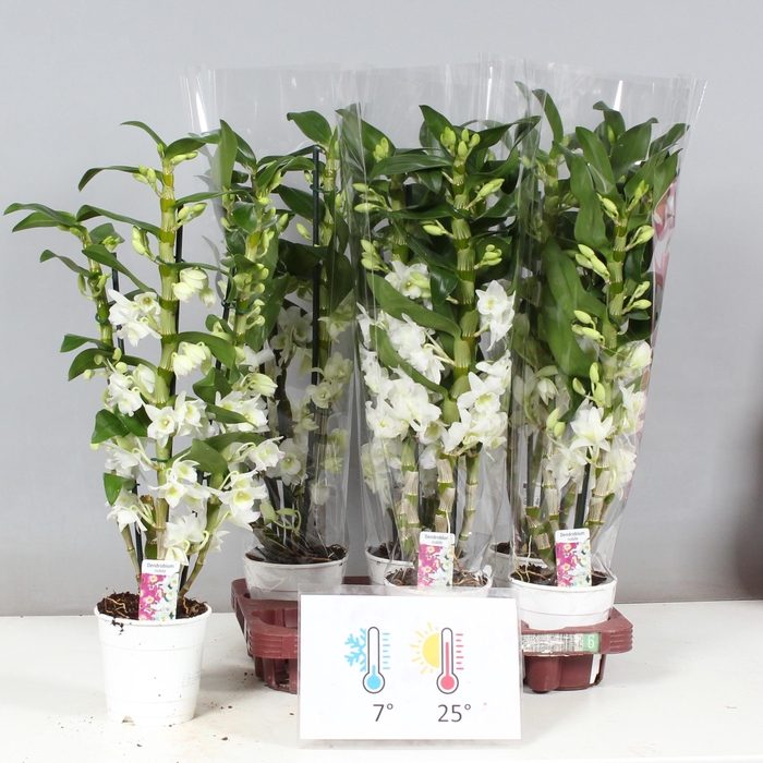 <h4>DENDR N SC APOLLON</h4>