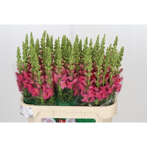 Antirrhinum Potomac Rose