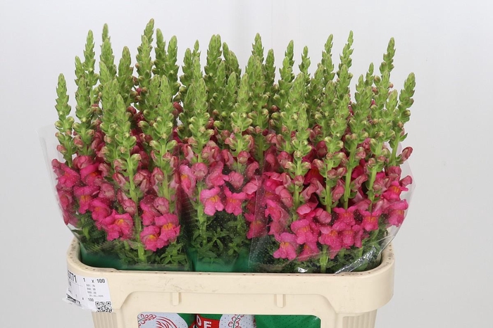 <h4>Antirrhinum Potomac Rose</h4>