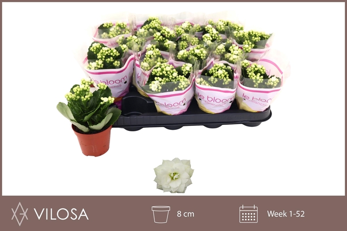 <h4>KAL GE WHITES WHITE</h4>