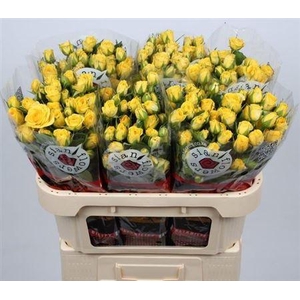 R Tr Golden Blossoms