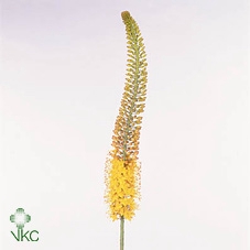 Eremurus  'Flash Dance'
