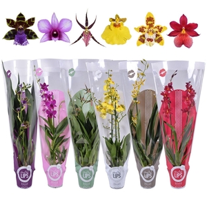Orchideeën Gemengd 2 Tak Hoes Morelips