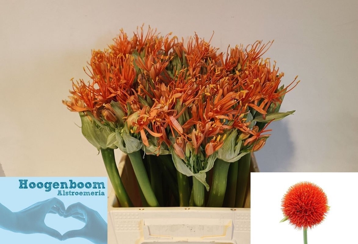 <h4>SCAD ORANGE WONDER</h4>