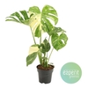 Monstera deliciosa Thai Constellation 17Ø 60cm 1pp