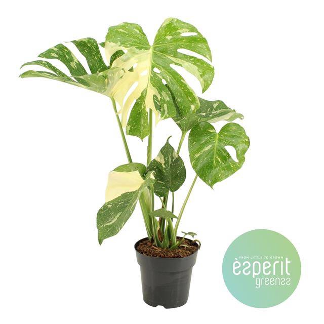 Monstera deliciosa Thai Constellation 17Ø 60cm 1pp