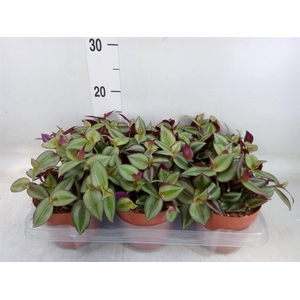 Tradescantia zebr. 'Violet Hill'