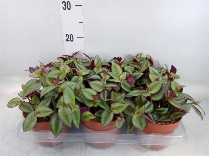 <h4>Tradescantia zebr. 'Violet Hill'</h4>