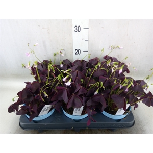 Oxalis trian.